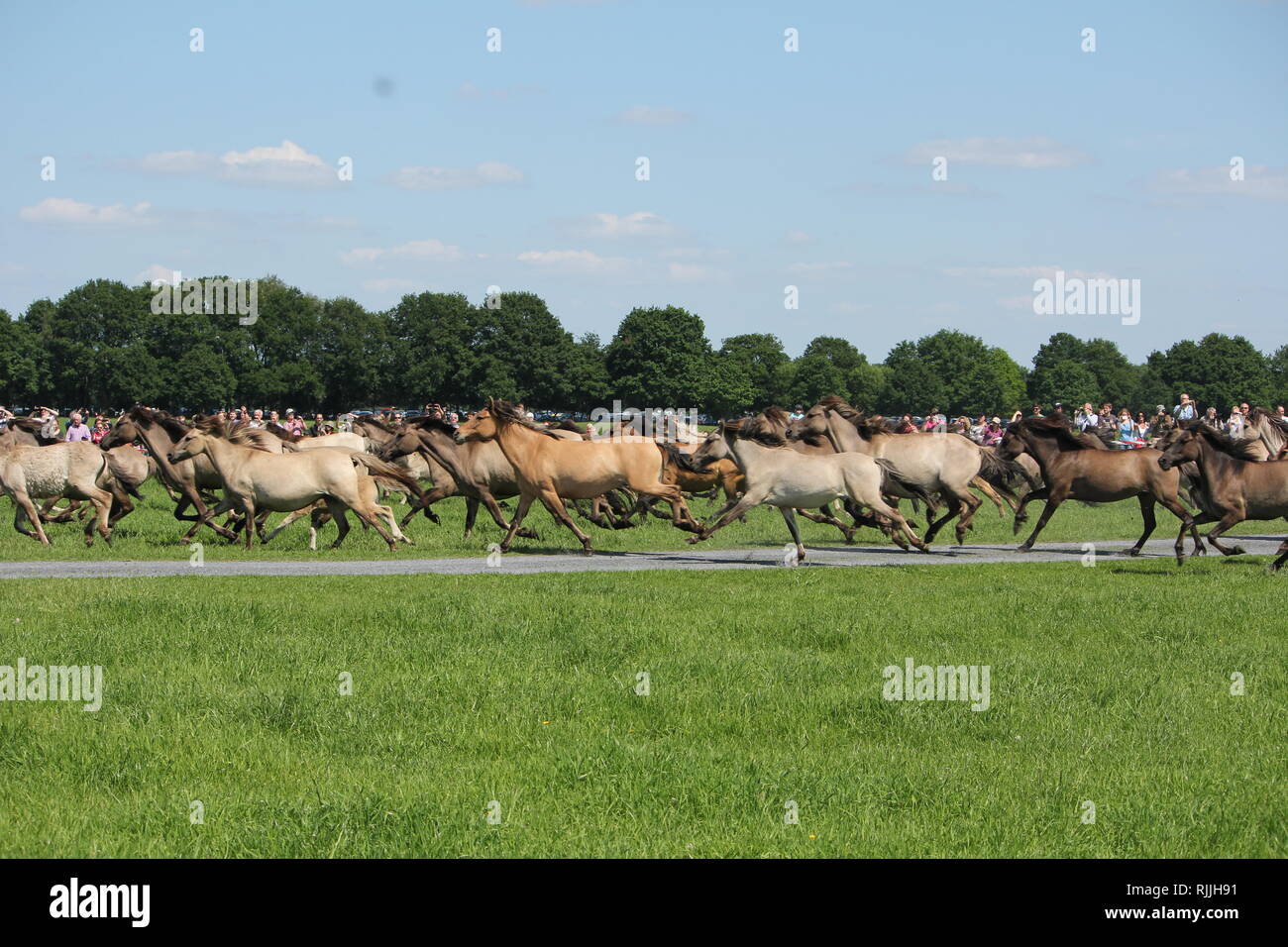 Una mandria di galopping 'Duelmener Wild Horses vicino al Wildpferdebahn, Merfelder Bruch, Germania Foto Stock
