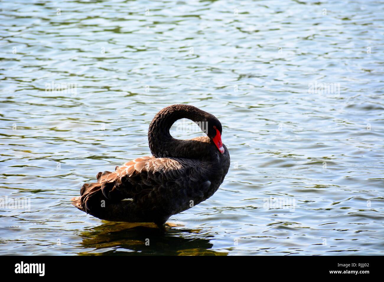 Un portret di un Black Swan (Cygnus atratus), una grande waterbird, specie di swan che razze principalmente nel sud-est e sud-ovest delle regioni dell'Australia Foto Stock