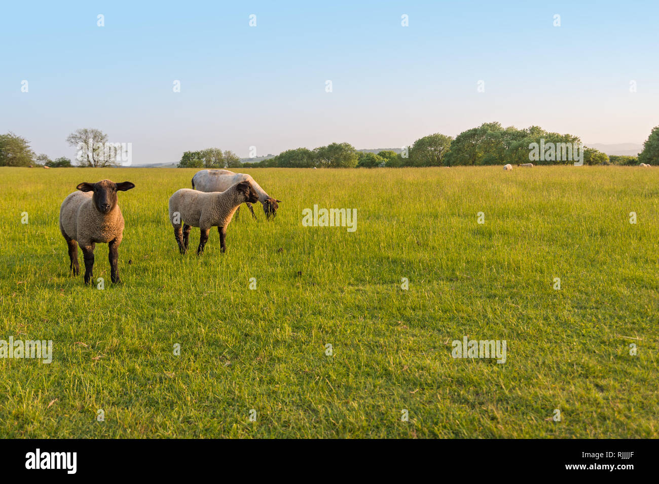 Wooly agnelli in primo piano di un campo in erba di agnelli e le pecore con la fioritura degli alberi al tramonto. Foto Stock