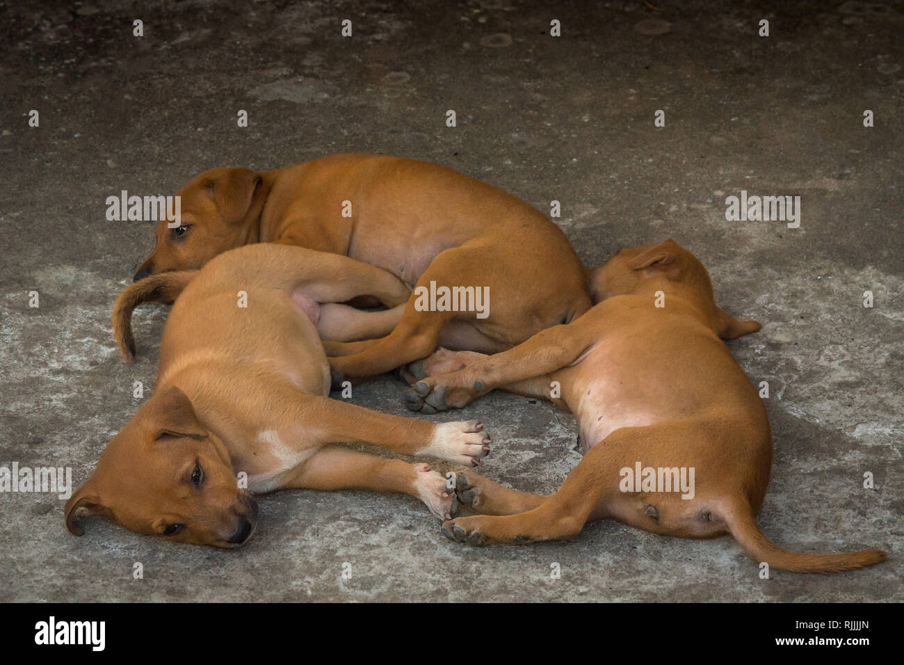 Un gruppo di golden gemelli street cuccioli di cane dormire su un duro pavimento di cemento. Foto Stock