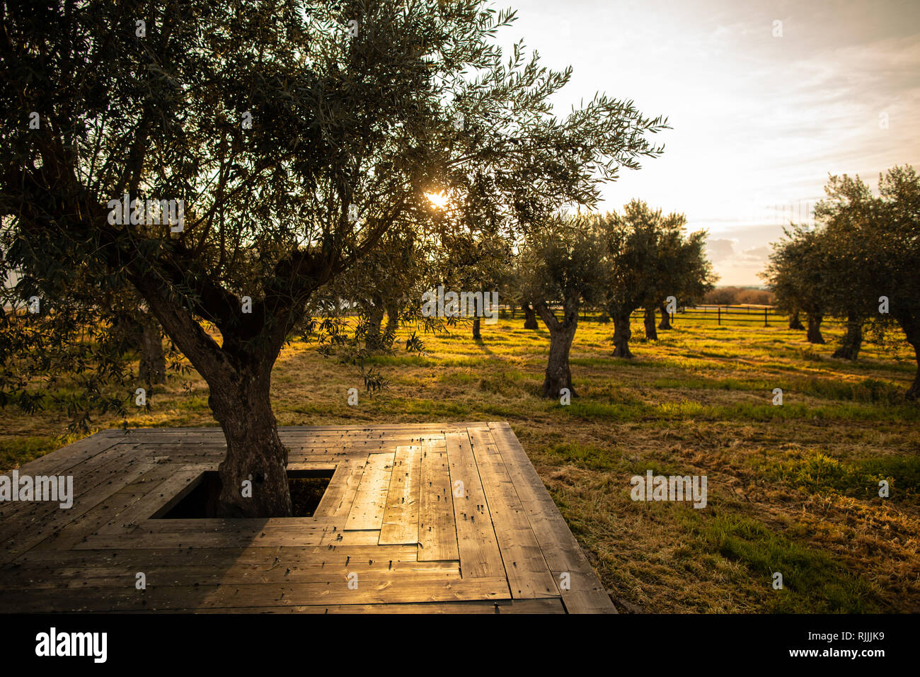 Oliveto presso la Torre de Palma Hotel vino Foto Stock