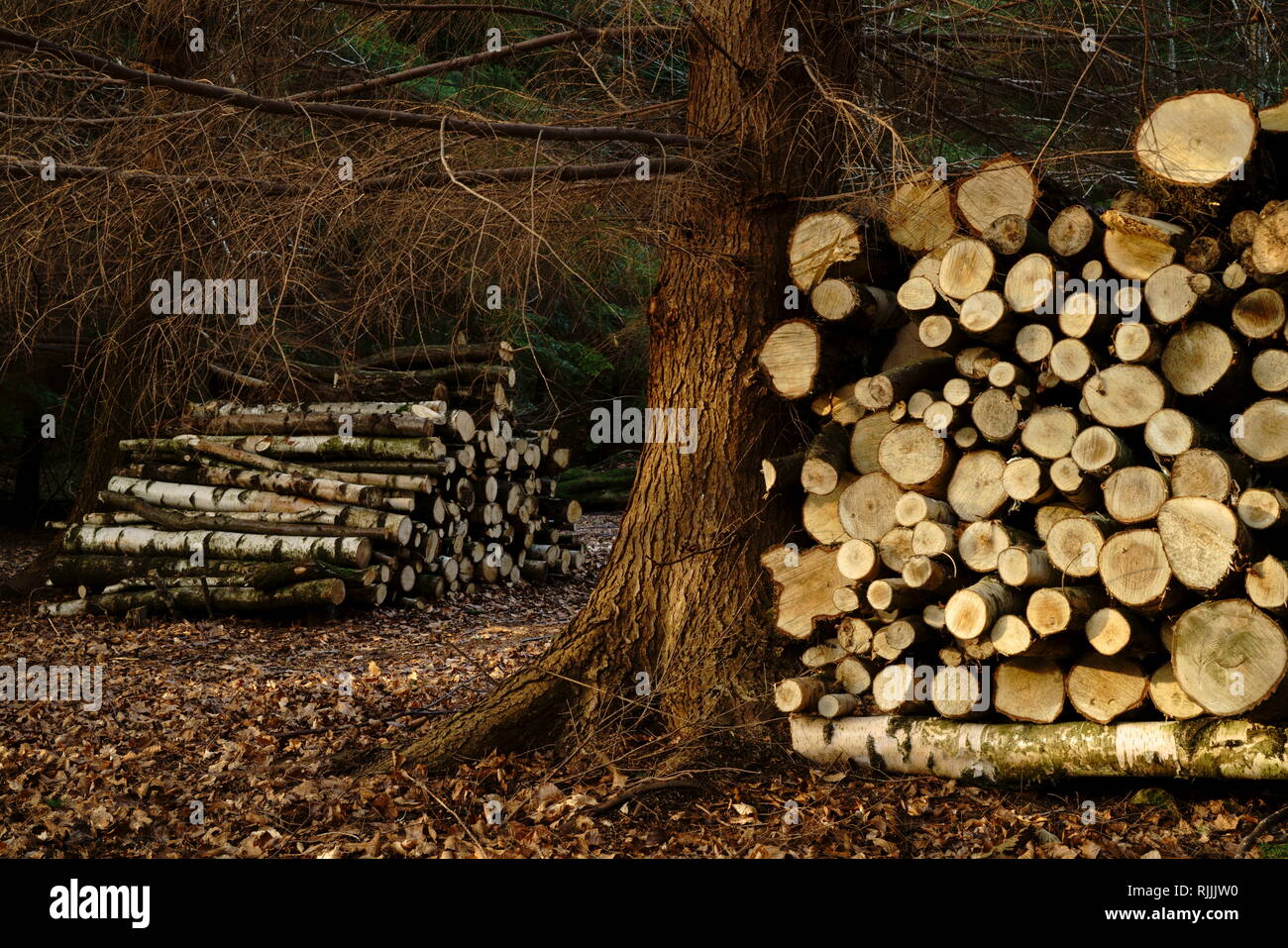 Il legno accatastato in tra gli alberi su Ashdown Forest. Foto Stock