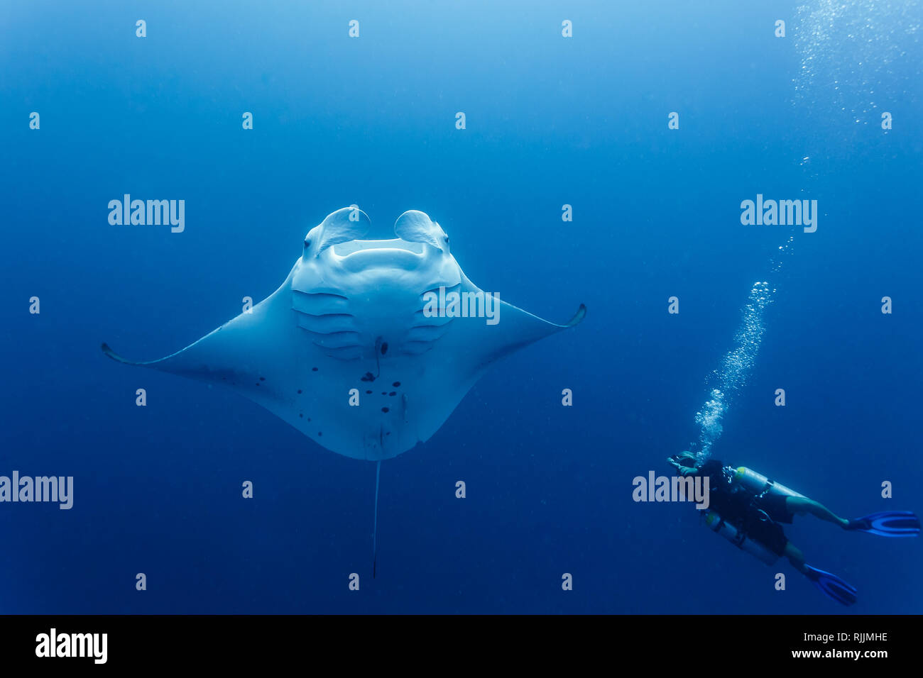 Vista dettagliata del subacqueo nelle vicinanze giant manta ray nuoto intorno a lui Foto Stock