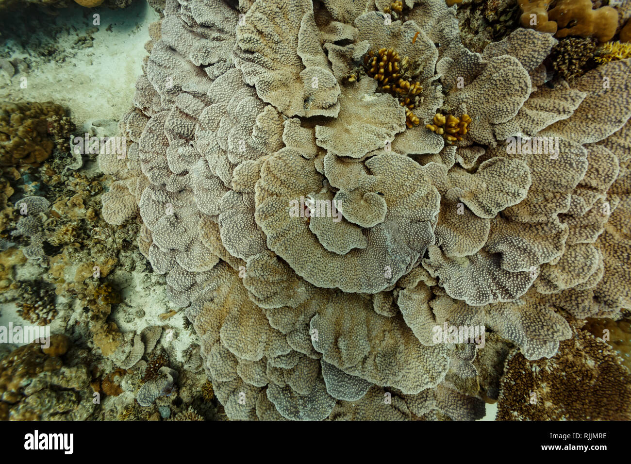 Modello circolare di formazione corallina sulla barriera corallina in Paulau Foto Stock