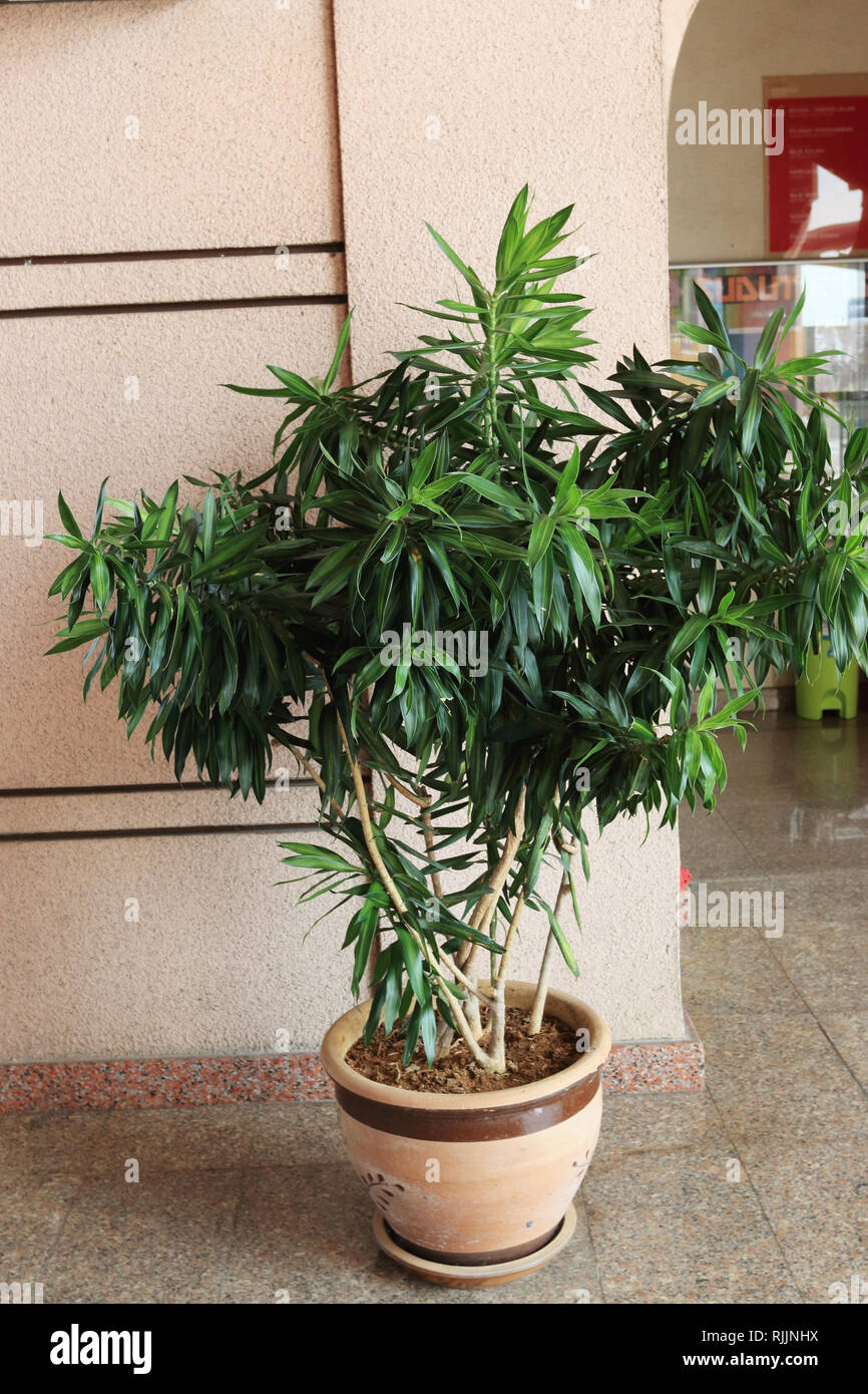 Depurazione aria Dracena Pianta verde Foto Stock