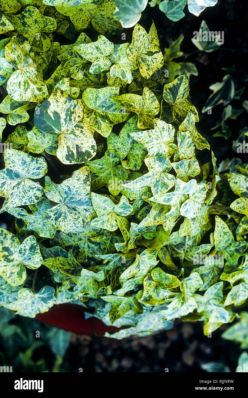 Hedera helix pedata 'variegata' è un alpinista sempreverde che può essere utilizzato come un dispositivo di spalmatura o rimorchio crescere in pieno sole o ombra parziale ed è offerta dal gelo Foto Stock