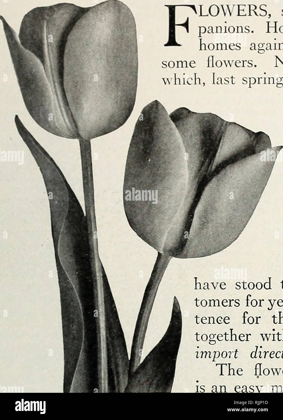 . Beckert lampadina del catalogo. Vivai (orticoltura) Pittsburgh Pennsylvania cataloghi; vivaio Pittsburgh Pennsylvania cataloghi; Verdure semi di Pittsburgh Pennsylvania cataloghi; fiori Semi di Pittsburgh Pennsylvania cataloghi; lampadine (piante) Pittsburgh Pennsylvania cataloghi. aHiliiiiuiiiMiiiii iiillinii iiiiiiiiiiiKMiiNiiiiih,iMii;iiiii(iii.liiil(iiLiiiiliii[ii iiiliiiiiiiiiiMliiiiiiliililllllllllllllllllllllllllllllllllllllllllllllllllllllllllilHi iiiiiiiiiiimiiiiiiiii i i i i i iiiiiiiiiiiiiiiiiiiiiiiiiiiiiiiiiHIII Tlidsummer saluto ai nostri amici, i nostri clienti flusso ERS, sole, Foto Stock