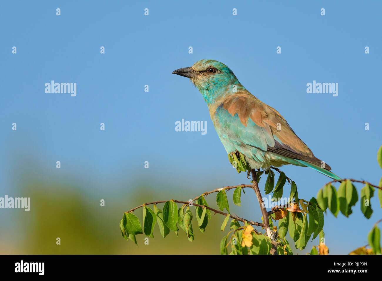 European Roller (Coracias garrulus) nel Parco Nazionale di Vashlovani, Georgia. Foto Stock