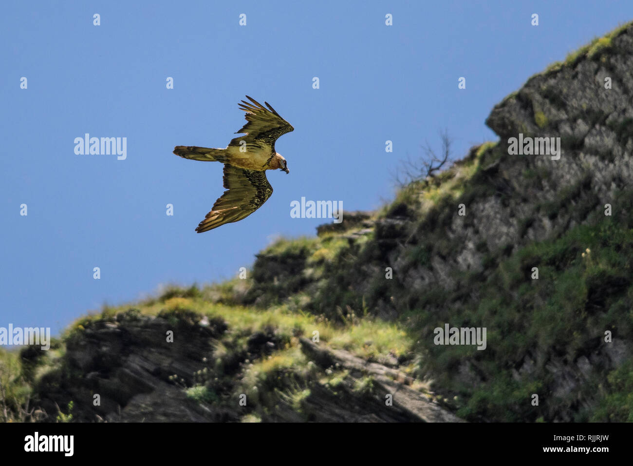 Flying Bearded Vulture (Gypaetus barbatus) nel Caucaso maggiore, Georgia. Foto Stock