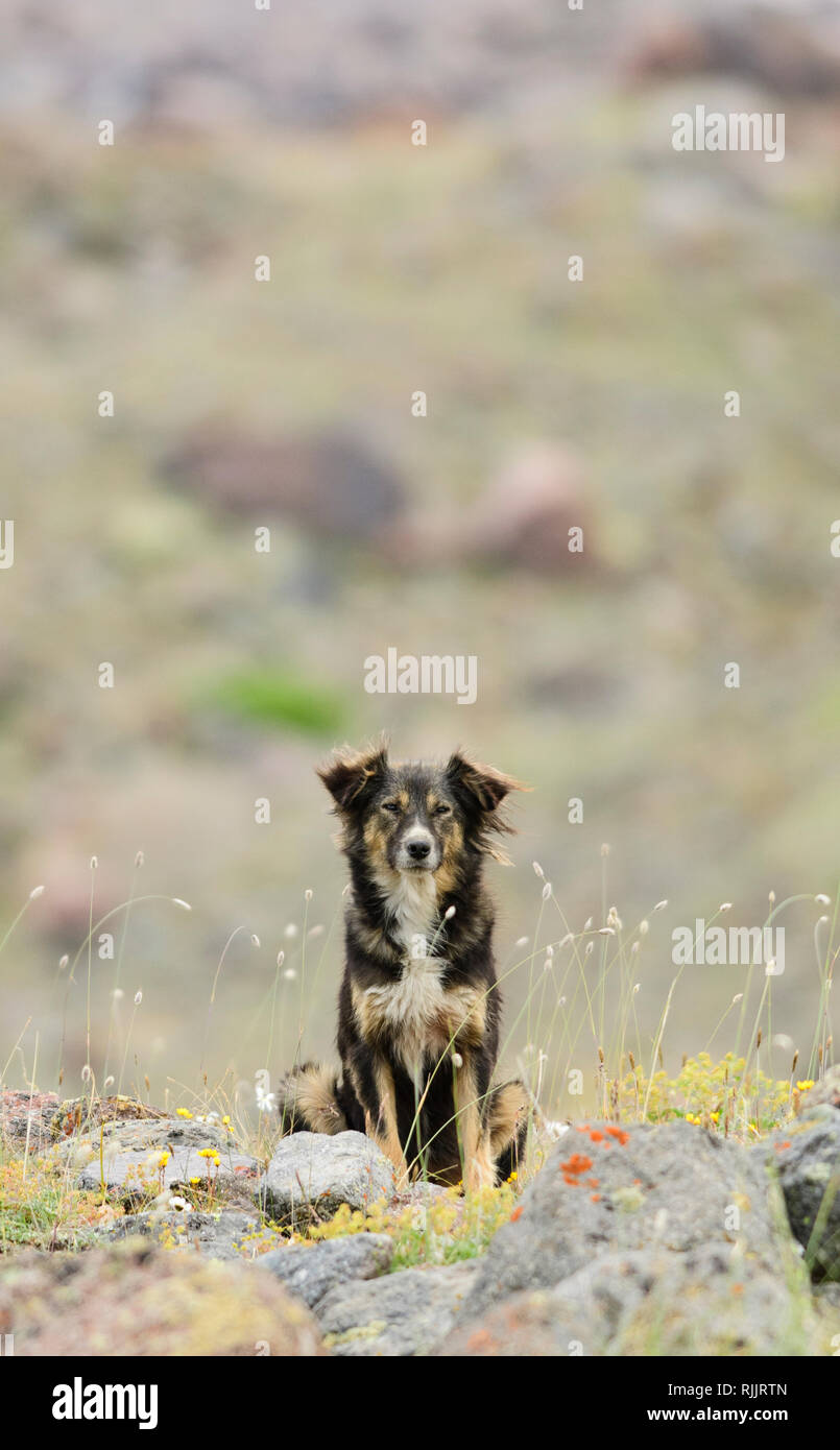 Un solo cane vagato lungo il sentiero escursionistico verso il ghiacciaio del Monte Kazbek, Stepantsminda, Georgia. Foto Stock