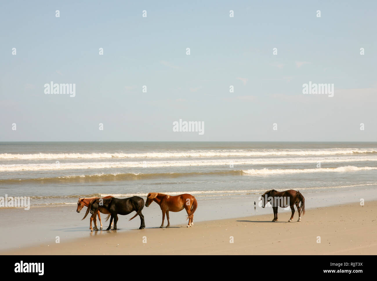 Wild mustangs o banchiere cavalli in Currituck National Wildlife Refuge, Corolla, Outer Banks, North Carolina, STATI UNITI D'AMERICA Foto Stock