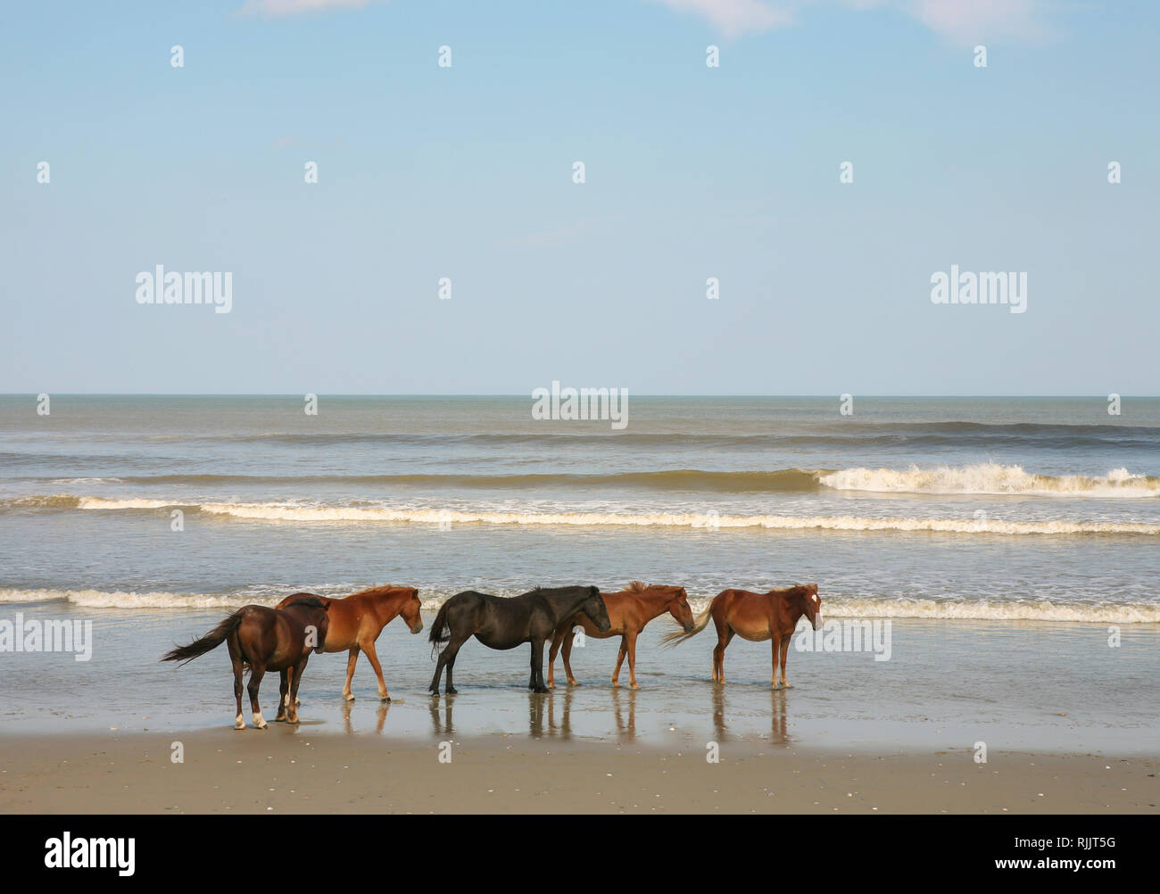Wild mustangs o banchiere cavalli in Currituck National Wildlife Refuge, Corolla, Outer Banks, North Carolina, STATI UNITI D'AMERICA Foto Stock