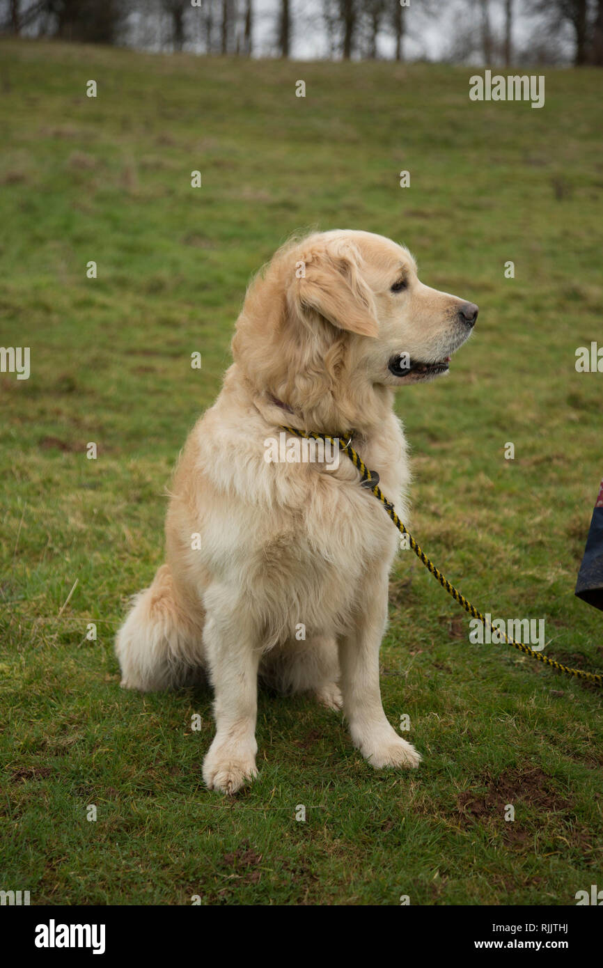 Retriever cane con un fagiano sparare in attesa per il suo proprietario per chiedergli di lavorare a un fagiano sparare in Herefordshire Foto Stock