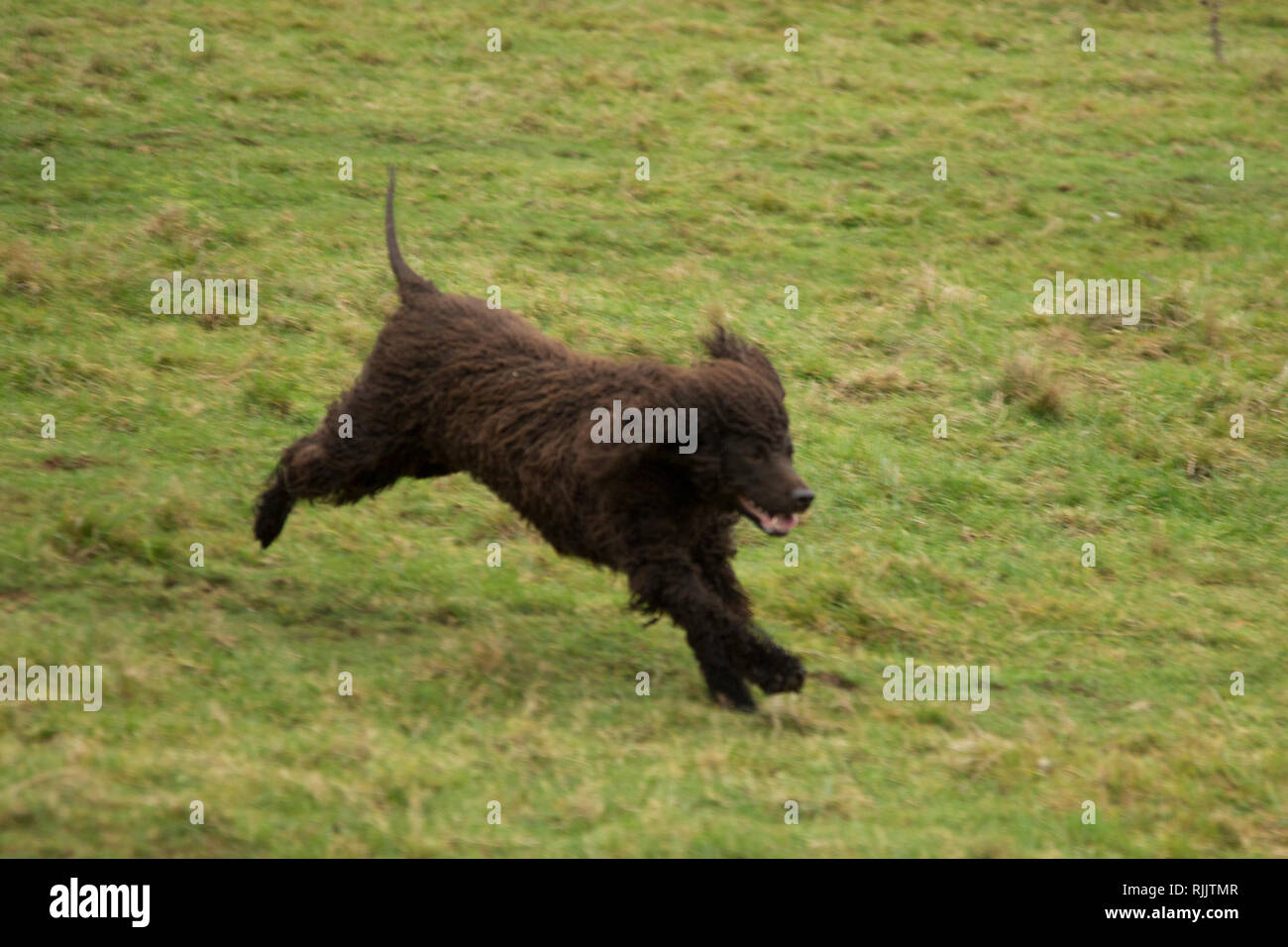 Acqua irlandese spaniel in esecuzione in un campo di ricerca molto felice e libera, al di fuori di un campo di Herefordshire Foto Stock