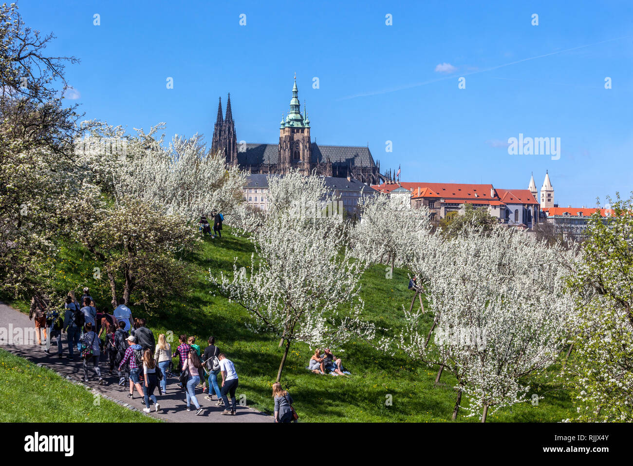 Alberi fioriti nel parco Petrin, sullo sfondo del castello di Praga, una folla di persone che camminano nel giardino, vista panoramica del castello di Praga a primavera, Repubblica Ceca Foto Stock