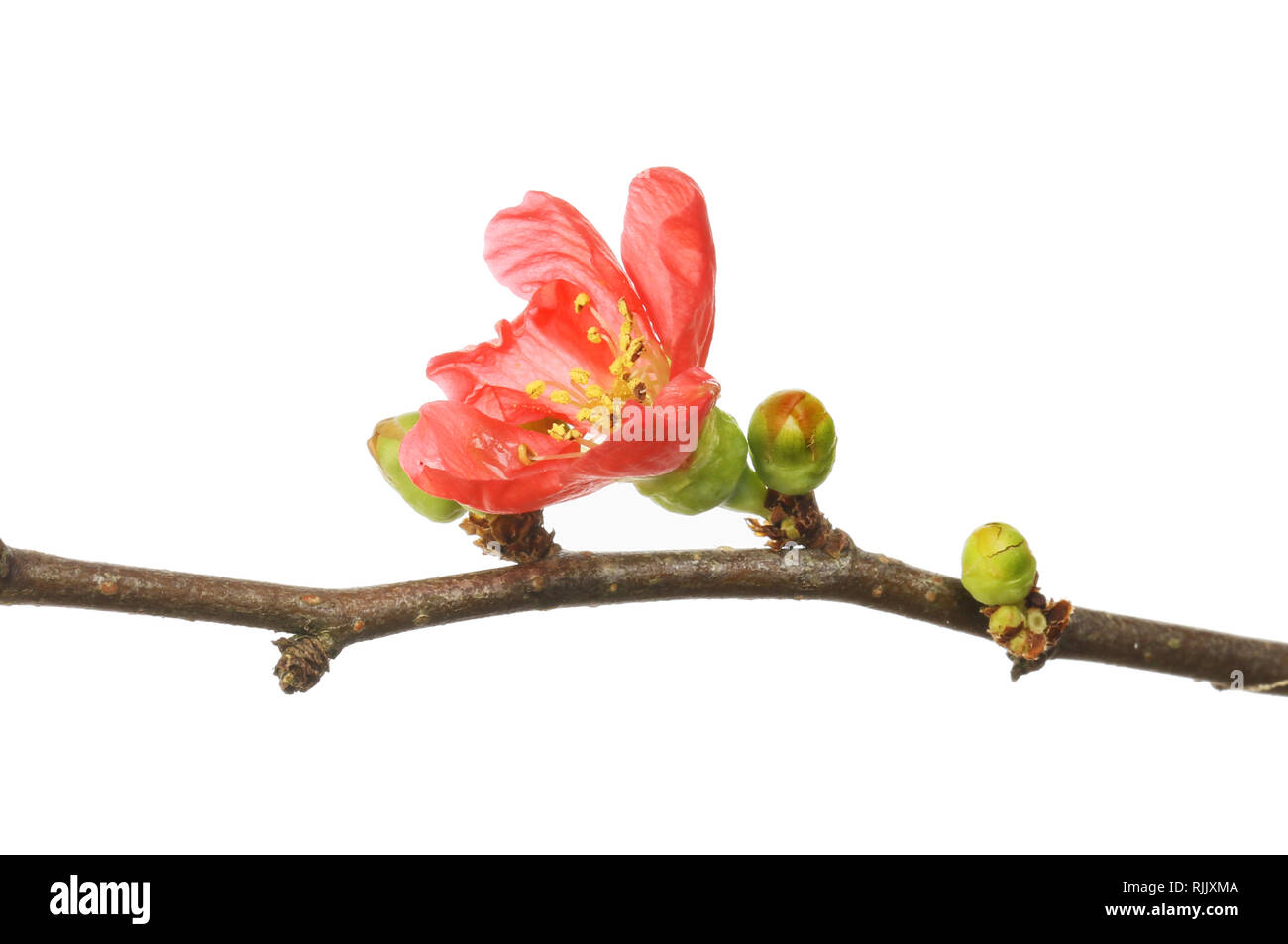 Chaenomeles fiori e boccioli isolata contro bianco Foto Stock