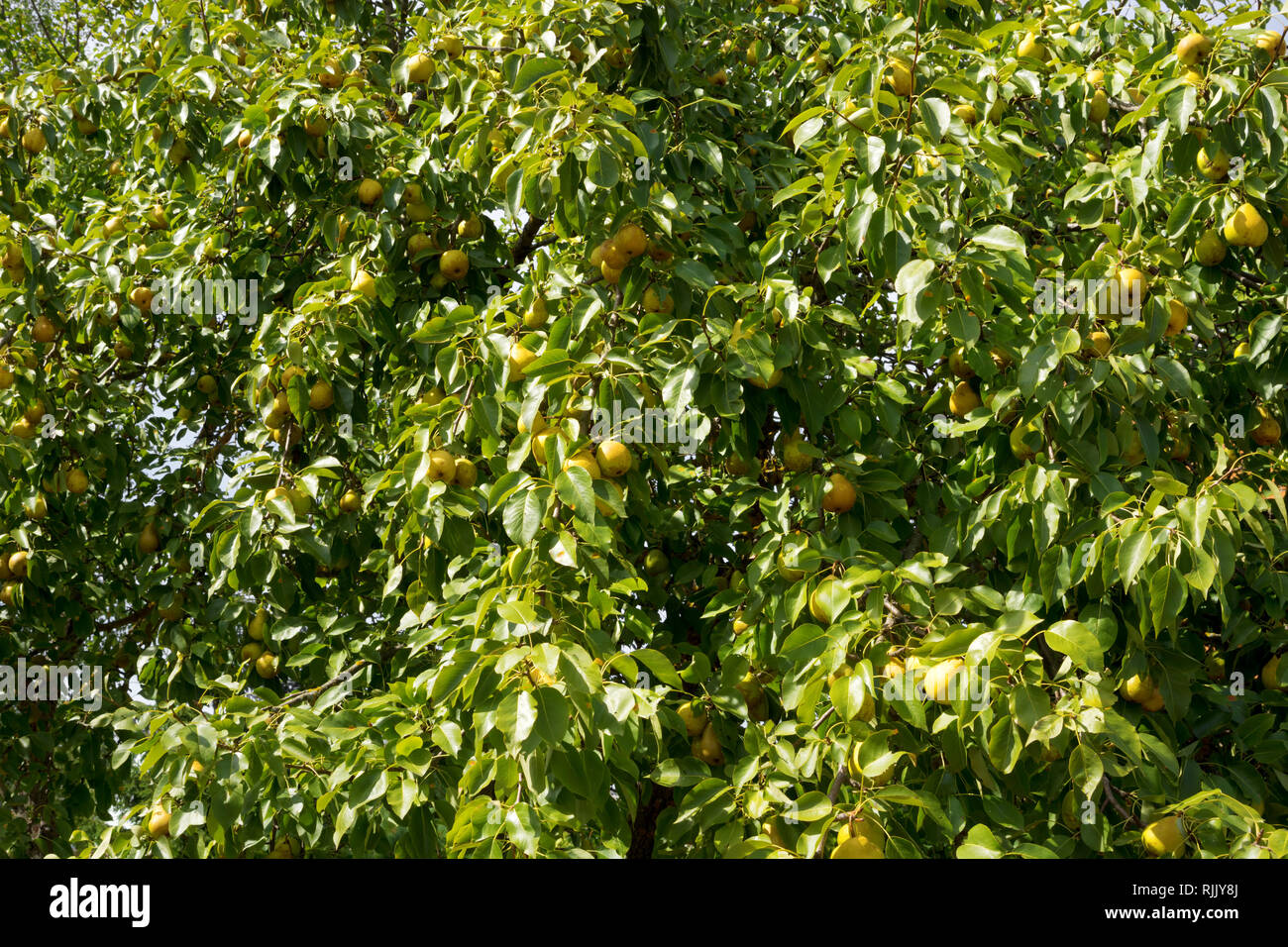 Abbondanza di mature e la maturazione delle pere su di un albero di pera Foto Stock