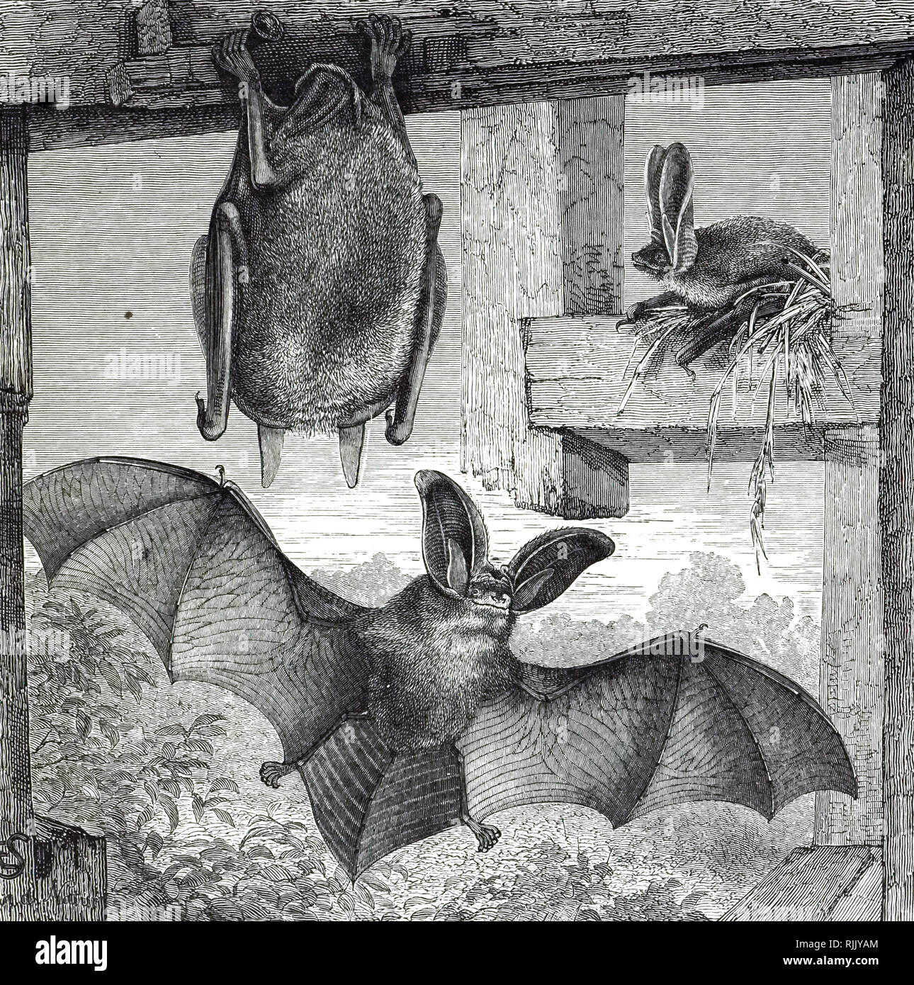 Una incisione raffigurante Brown long-eared pipistrelli, una piccola Eurasian bat con segni distintivi di orecchie che sono lunghi con una caratteristica piega. Datata del XIX secolo Foto Stock