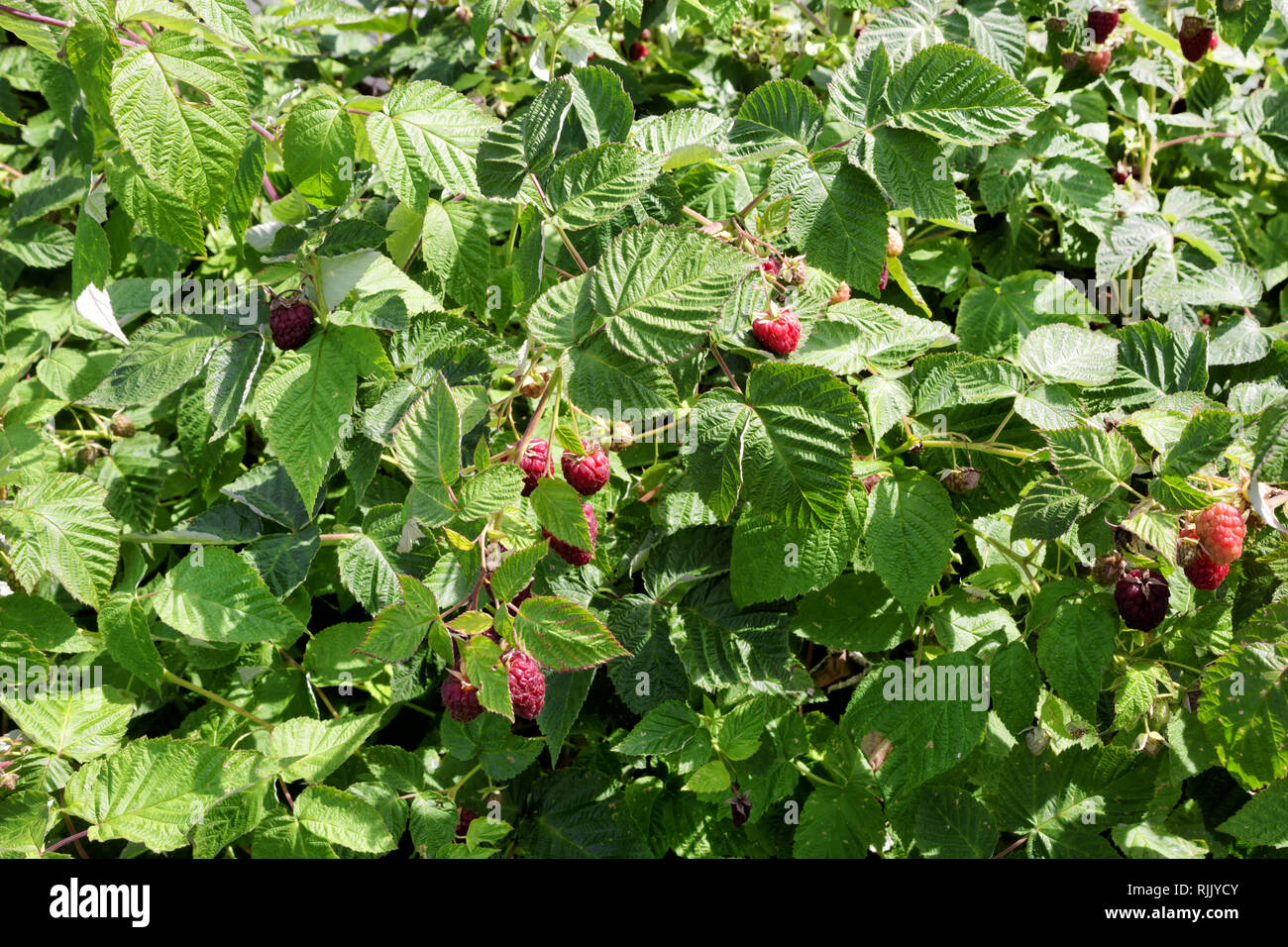 Lampone bush con maturi e maturazione di lamponi Foto Stock