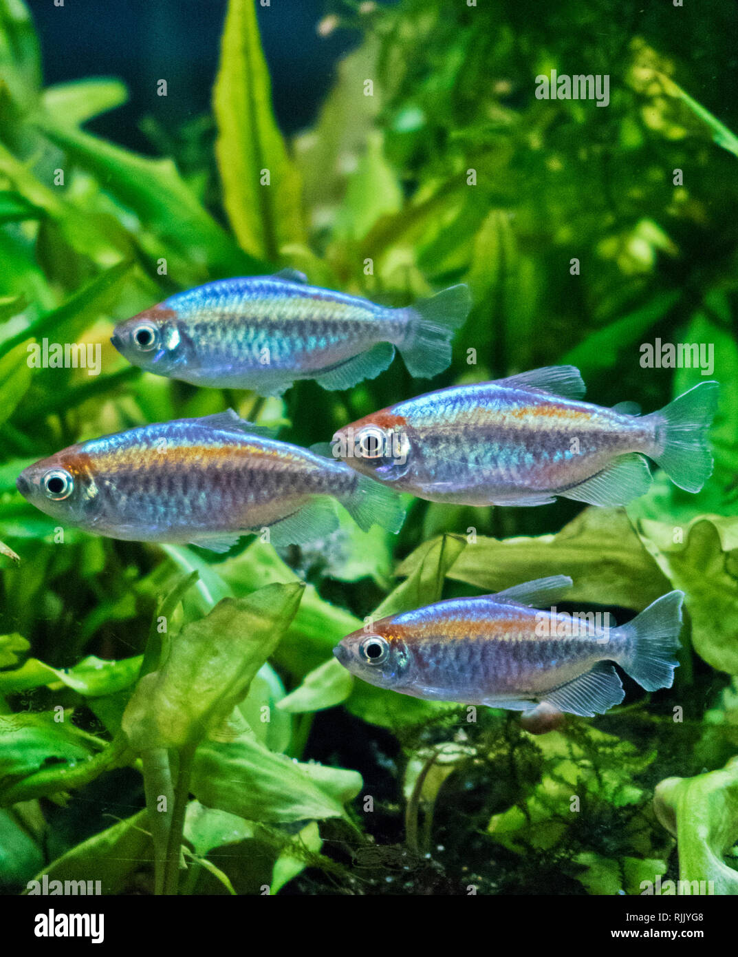 Congo Shoaling Tetras tropicale pesce di acqua dolce ( Phenacogrammus interruptus ) Foto Stock