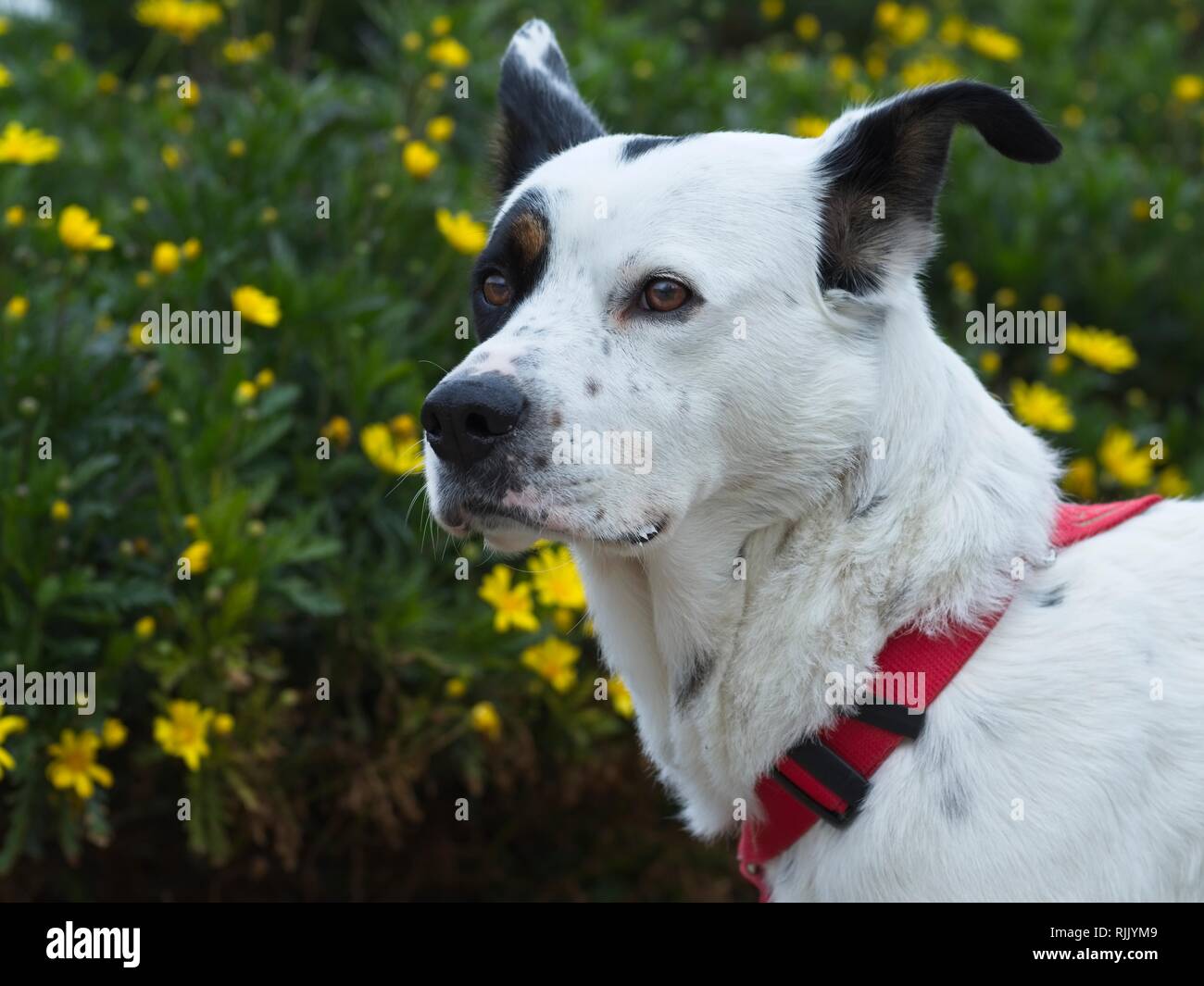 In bianco e nero il cane in piedi di fronte a un prato verde con fiori di colore giallo Foto Stock