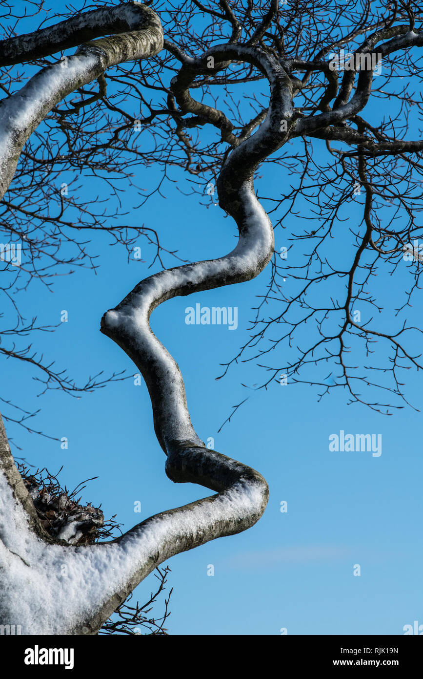 Close up di un vento di neve soffiata coperti attorcigliati contorte il ramo di un albero contro un cielo blu in inverno su Cleeve Hill, Cotswolds,Gloucestershire, UK Foto Stock