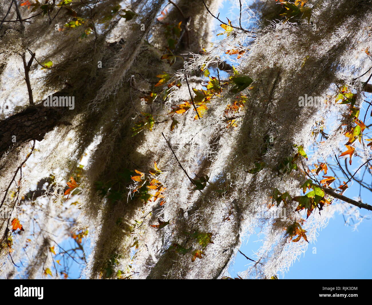 Foglie di autunno grigio Everglades Foto Stock