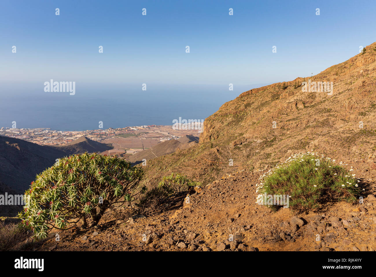 Euphorbia Atropurpurea, Tabaiba Rojo, Euforbia pianta che cresce su un crinale Ifonche al di sopra della costa sud di Costa Adeje, Tenerife, Isole Canarie, Spagna Foto Stock