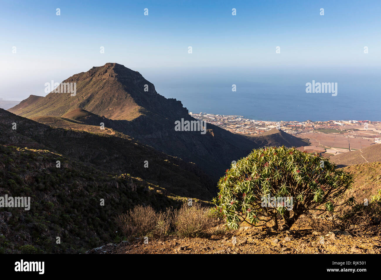 Euphorbia Atropurpurea, Tabaiba Rojo, Euforbia pianta che cresce su un crinale Ifonche, con la Roque del Conde, al di sopra della costa sud di Costa Adeje, Dieci Foto Stock