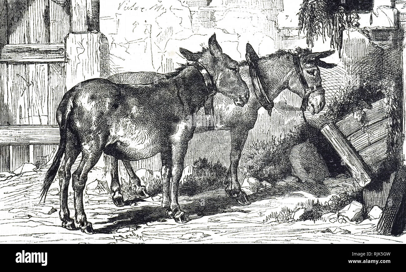 Una incisione raffigurante due d'asino era appoggiata dal loro mangiatoia. Datata del XIX secolo Foto Stock