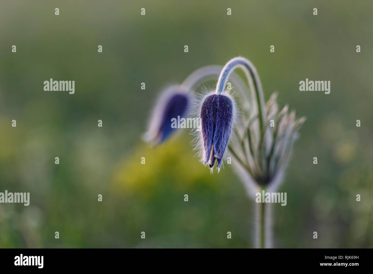 Pulsatilla fiore o Pasqua fiore che sboccia, soffice erba verde sfondo, fiore di primavera Foto Stock