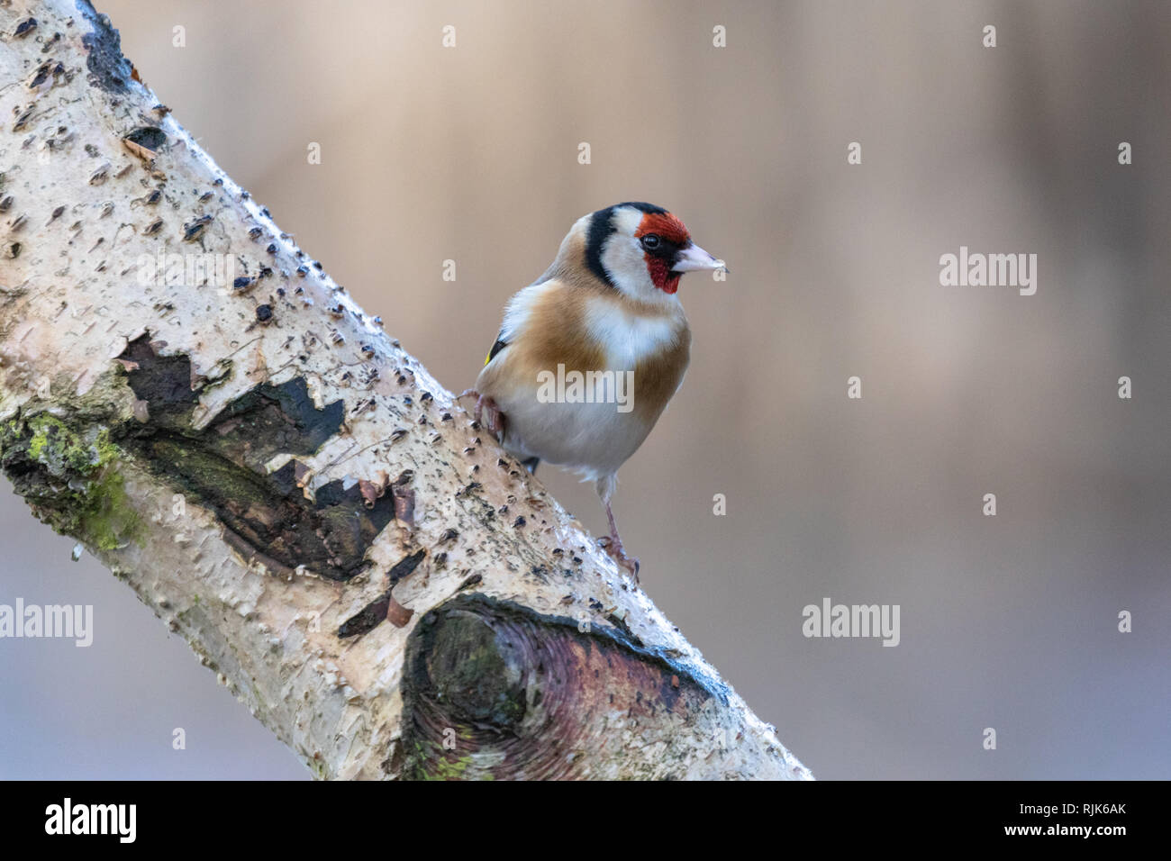Cardellino maschio (Carduelis carduelis) arroccato su argento ramo di betulla con un bellissimo sfondo bokeh di fondo Foto Stock