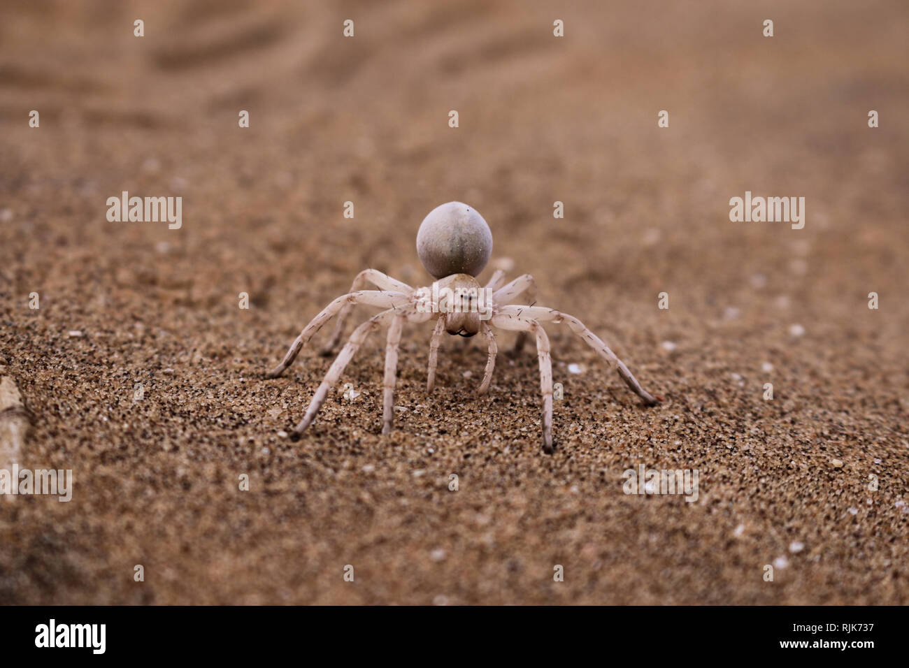 Spinne in der Namibwüste Foto Stock