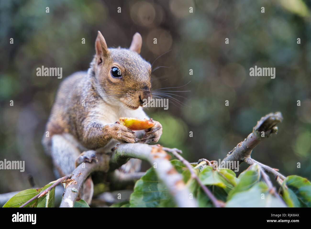 Lo scoiattolo mangiare la frutta in London Park, Regno Unito Foto Stock