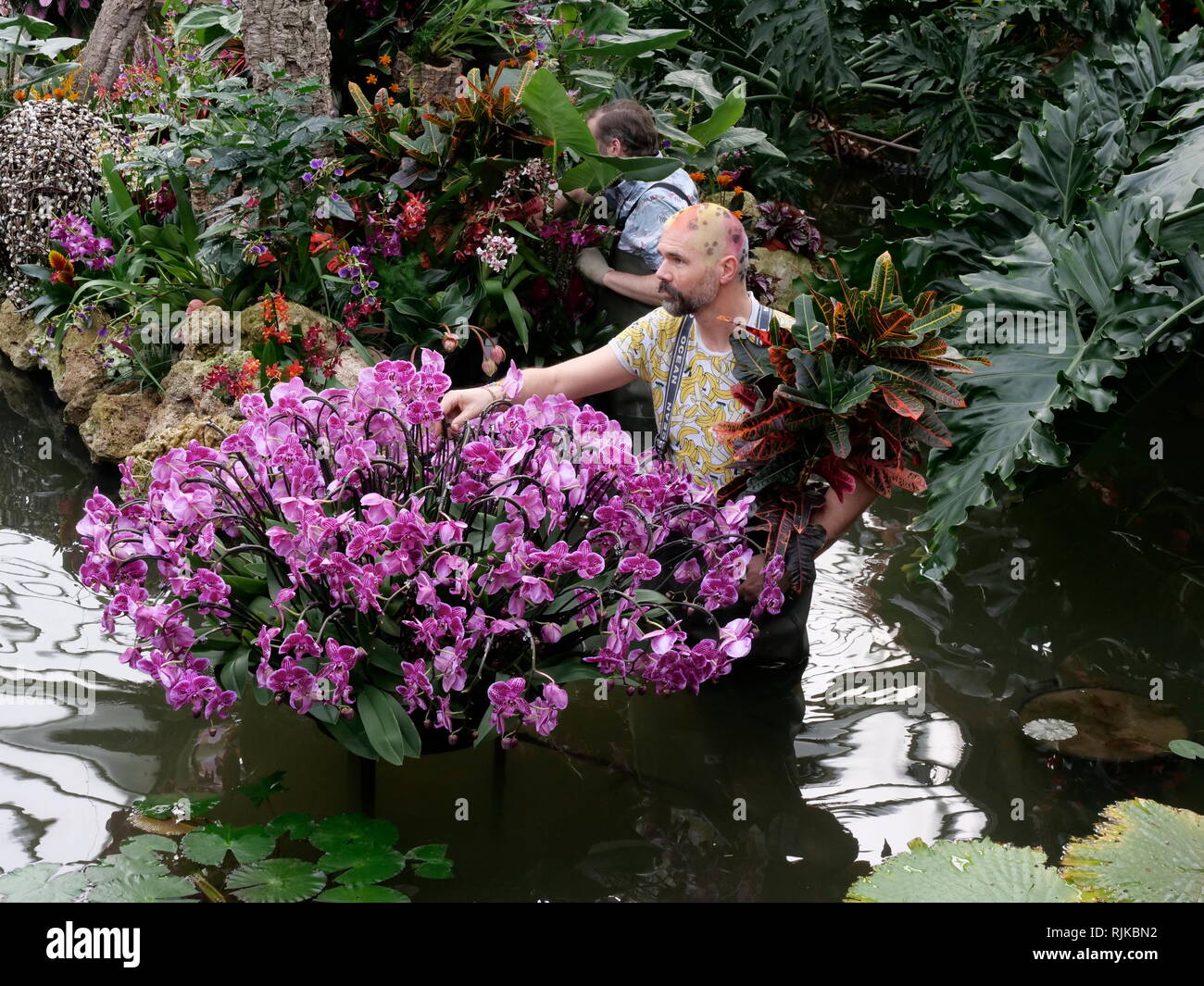 Kew Gardens LONDRA, REGNO UNITO. 6 febbraio, 2019. I giardinieri di preparare per l'Orchid Festival a partire da febbraio 9 Credito: Anthony Collins/Alamy Live News Foto Stock