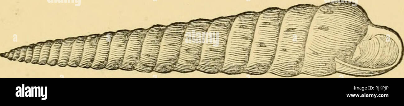 . Bellissimi i serbatoi : la loro natura, struttura e utilizza familiarmente spiegato : con le indicazioni stradali per la raccolta, la pulizia, e disponendoli nell'armadio e le descrizioni dei più notevoli specie. Gusci; gusci. Il Wlidk 47 che vedrete è spiraj e uno sguardo al sliell sarà una volta a suggerire un motivo per questo; la sua lunga guglia di rastremazione è costituito da venti-tre strettamente-set aumentando gradualmente vortici. Si tratta di una rara shell, la cui. abitante non è ancora stato descritto da naturalisti; molte delle specie marine assomigliano molto in forma. Molto di più potrebbe essere detto circa la terra e Fr Foto Stock