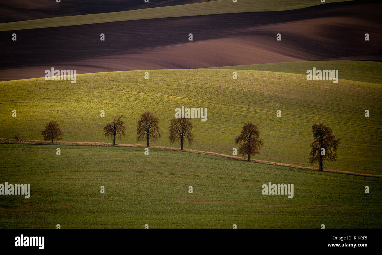 Il sole al tramonto tra le nuvole si illumina un numero di alberi nei campi della Moravia del Sud, Repubblica Ceca Foto Stock Il sole al tramonto tra le nuvole si illumina un numero di alberi nei campi della Moravia del Sud, Repubblica Ceca Foto Stock