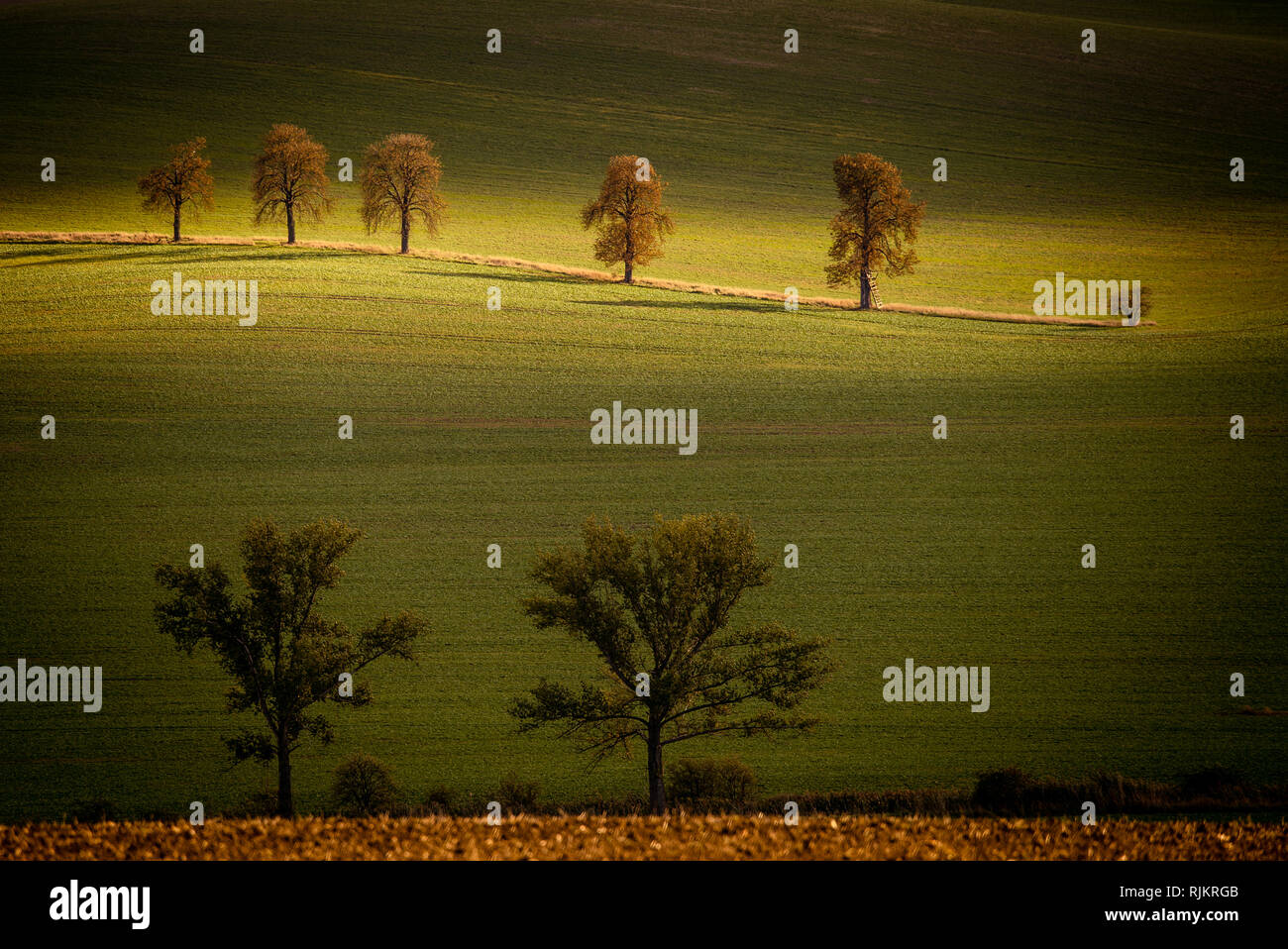 Il sole al tramonto tra le nuvole si illumina un numero di alberi nei campi della Moravia del Sud, Repubblica Ceca Foto Stock Il sole al tramonto tra le nuvole si illumina un numero di alberi nei campi della Moravia del Sud, Repubblica Ceca Foto Stock