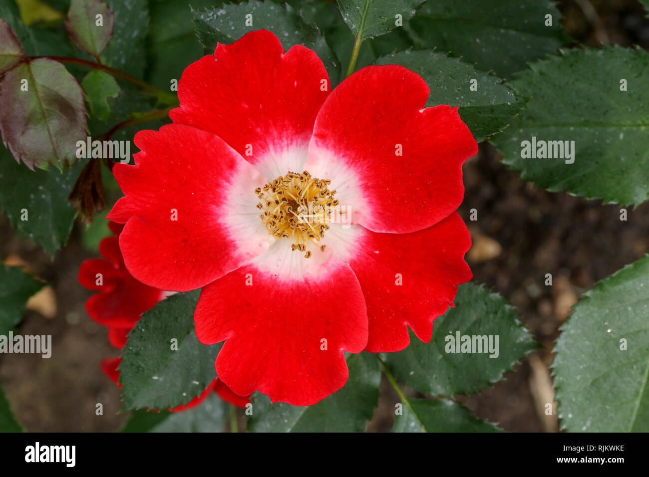 "Eyepaint' un rosso e bianco floribunda di colore rosa in fiore in 2018. Foto Stock