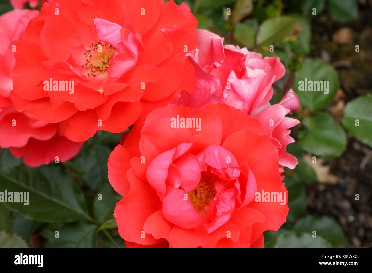 'Memento' una luce rossa profonda floribunda rosa rosa in fiore in 2018. Foto Stock