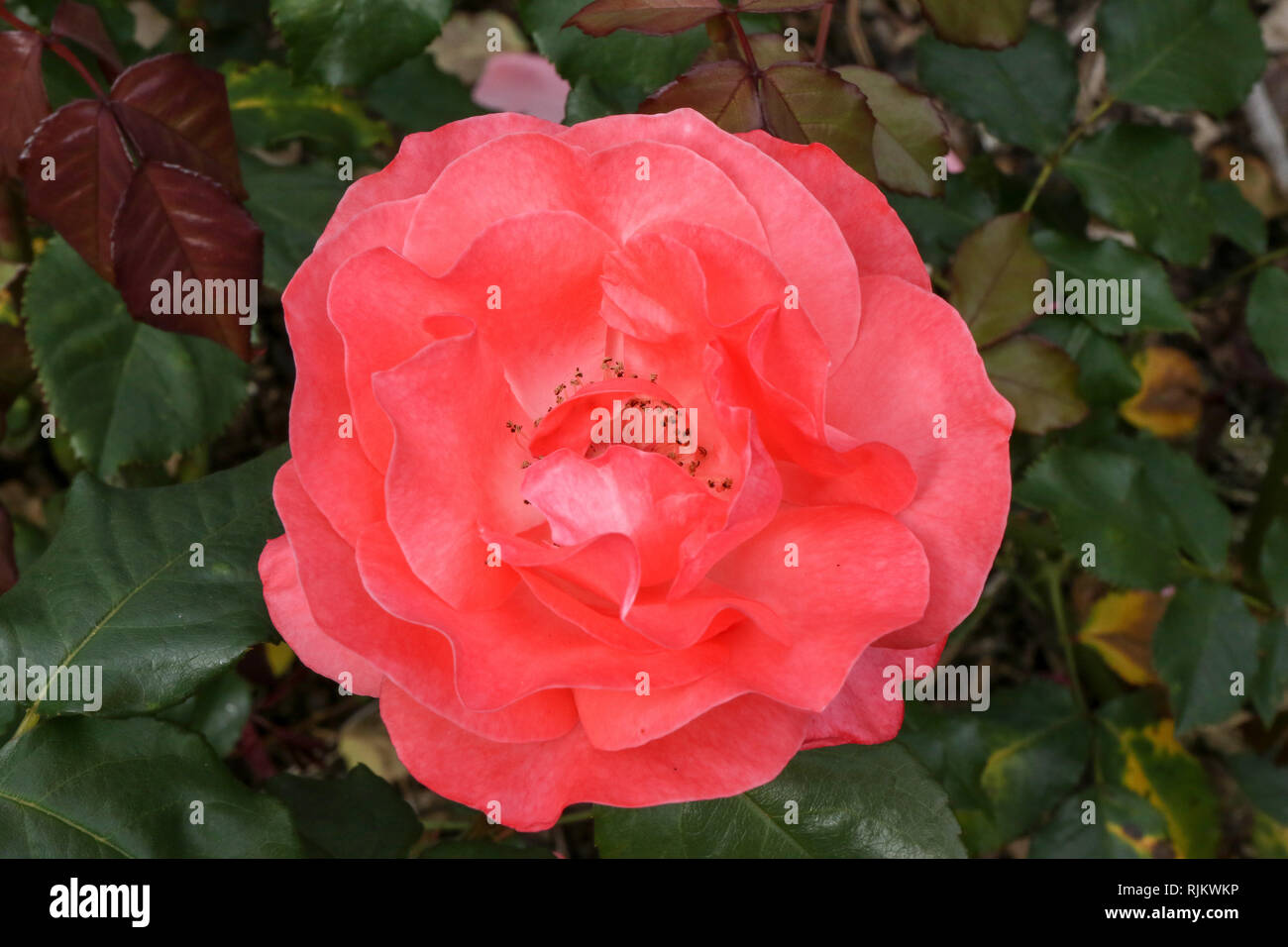 'Scented air' un rosso floribunda rosa in fiore in 2018. Foto Stock