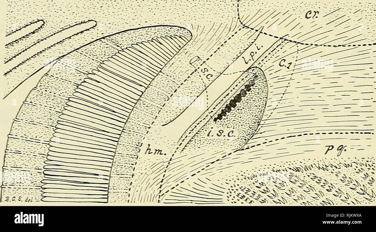 . Il Bashford Dean memorial volume :. Pesci, squali e pesci fossili. 424 Bashford Dean lAemorial volume la descrizione seguente del spiracles di Chlamydoselachus è basata sul mio quattro esemplari adulti, numerati da I a IV sono rispettivamente, di cui i primi tre sono stati dissezionati da me e il quarto è stato studiato senza dissezione. L'esterno aperture spiracular ordinariamente sono molto piccole (Testo-figure 70, p. 396; e 124, p. 489). Con una sola eccezione per essere descritto, attualmente esse sono semplici sUts, da 1 a 3 mm. a lungo. In i miei quattro esemplari di ciascuna apertura è situato in Hne con l. Text-figura 82 Foto Stock