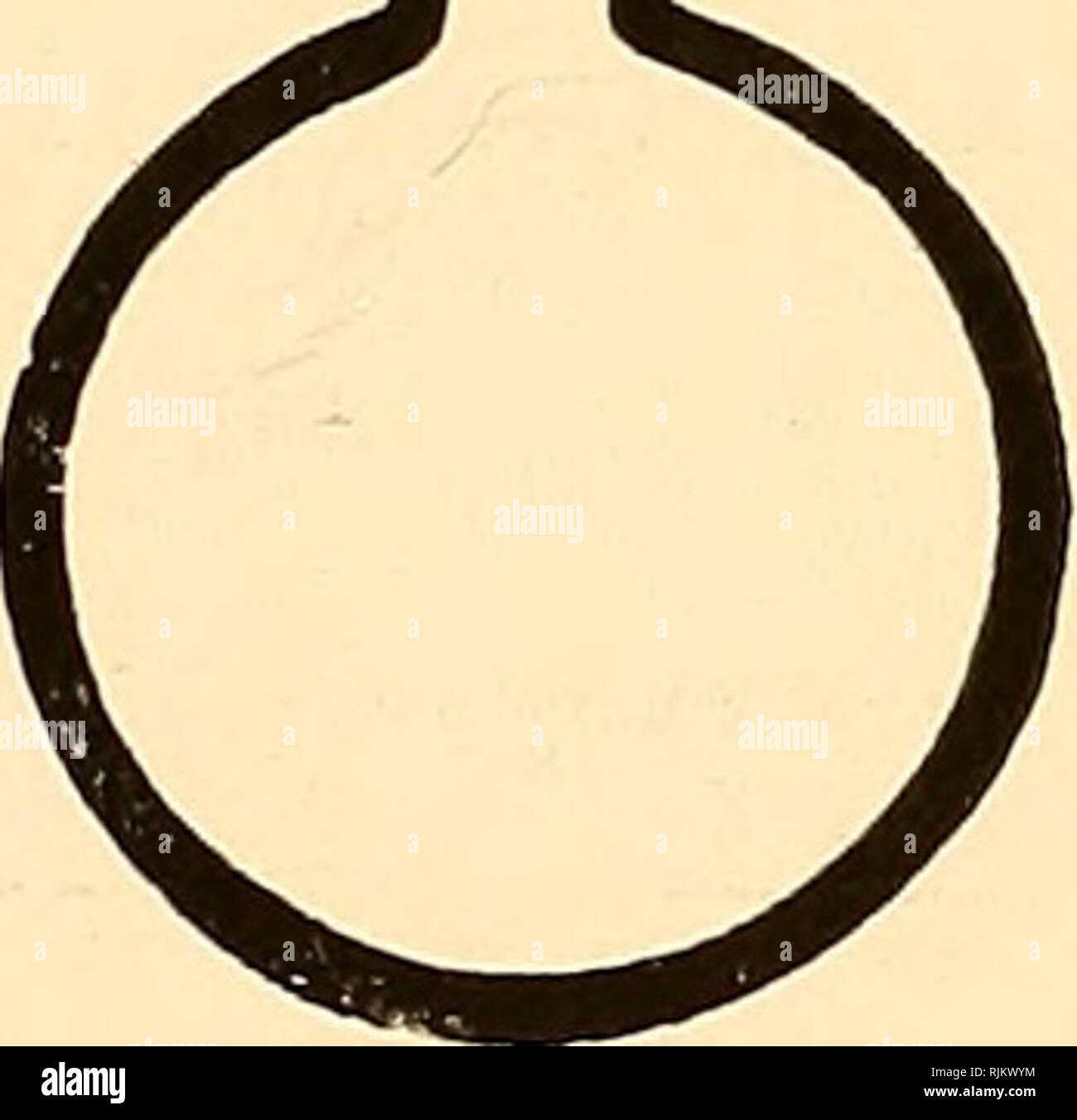 . Apparecchiatura batteriologica : patologici, biochimici. Apparecchio scientifico e strumenti; batteriologia; industria chimica. 13205. 2845 13205 pallone-cultura, Piorkowski's. Altezza 50 mm, lunghezza 140 mm e larghezza 140 mm ciascuna beuta 13210-cultura, Roszahegzi's. Plain; con sottili pareti parallele ciascuna beuta 13215-cultura, Roszahegzi's. Laureato in centimetri quadrati per oltre la metà della superficie di ciascun pallone 13218-cultura, Roszahegzi's. Laureato in centimetri quadrati su tutta la superficie di ciascun pallone 13221-cultura, di Sternberg. Per siero; pallone sottile di più chiaro e di vetro bianco, con collo disegnate in un punto; Foto Stock