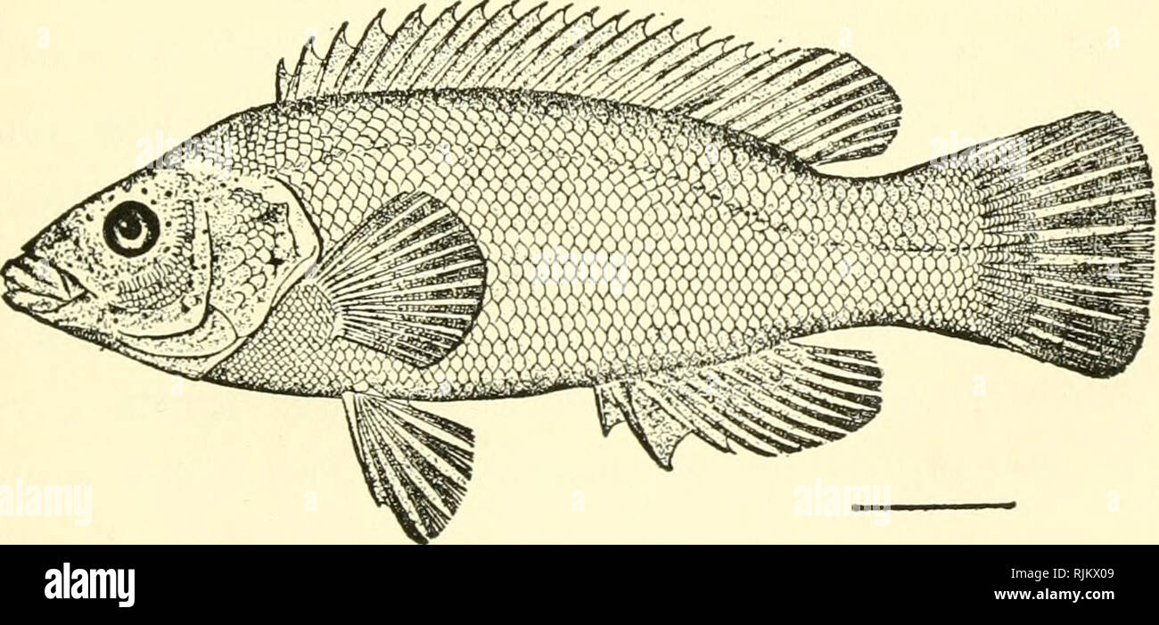 . Bass, luccio, lucioperca e altri. Pesci -- Stati Uniti; la pesca degli Stati Uniti. La SHEEPSHEAD Archosargus probatocephalus. Il CUNNER Tautogolabrus adspersus. Si prega di notare che queste immagini vengono estratte dalla pagina sottoposta a scansione di immagini che possono essere state migliorate digitalmente per la leggibilità - Colorazione e aspetto di queste illustrazioni potrebbero non perfettamente assomigliano al lavoro originale. Henshall, James A. (James Alexander), 1836-1925. New York : Macmillan Foto Stock