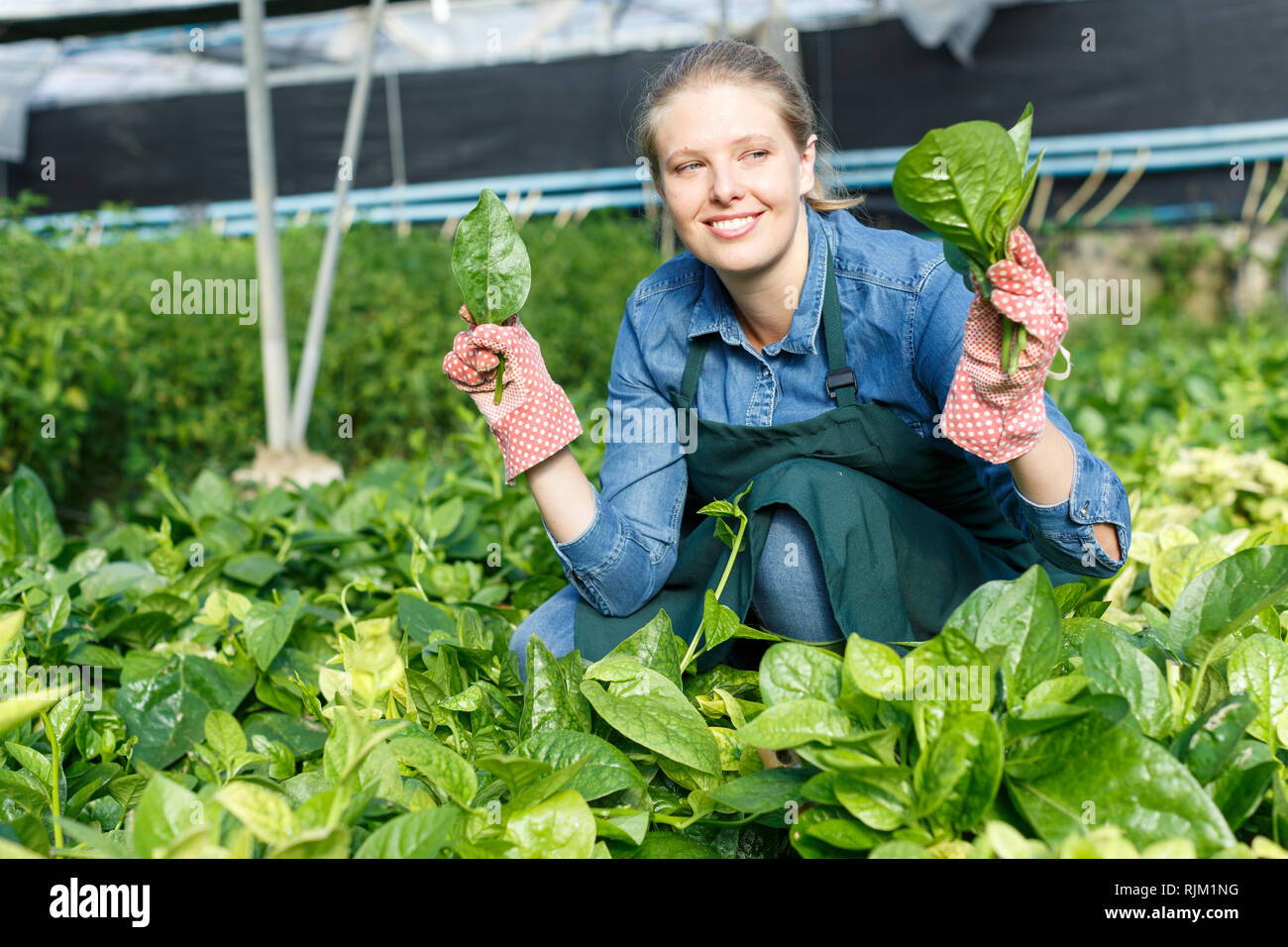 Femmina positivo giardiniere nel grembiule lavora con spinaci strisciante in serre riscaldate Foto Stock