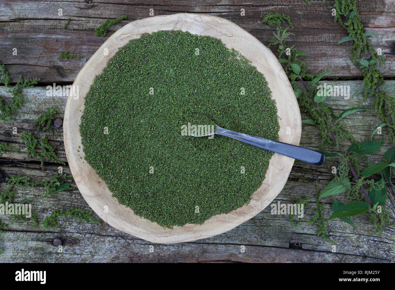 Brennnessel-Samen, Brennnesselsamen, Brennessel-Samen, Samen von Brennnesseln, Kräuterernte, Brennnessel Große Brennnessel, Brennessel, Urtica dioica Foto Stock