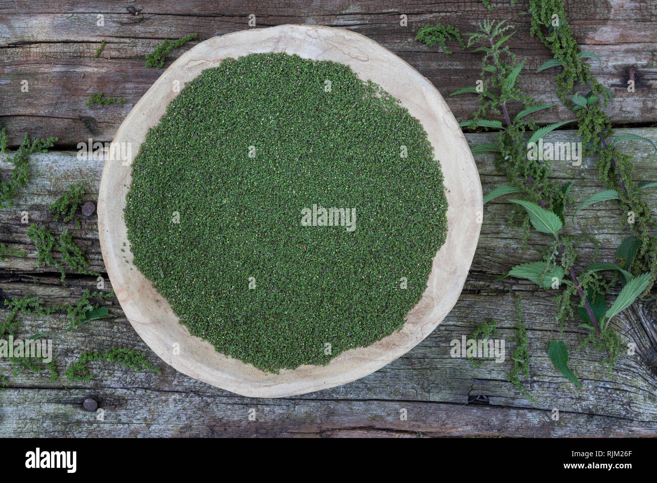 Brennnessel-Samen, Brennnesselsamen, Brennessel-Samen, Samen von Brennnesseln, Kräuterernte, Brennnessel Große Brennnessel, Brennessel, Urtica dioica Foto Stock