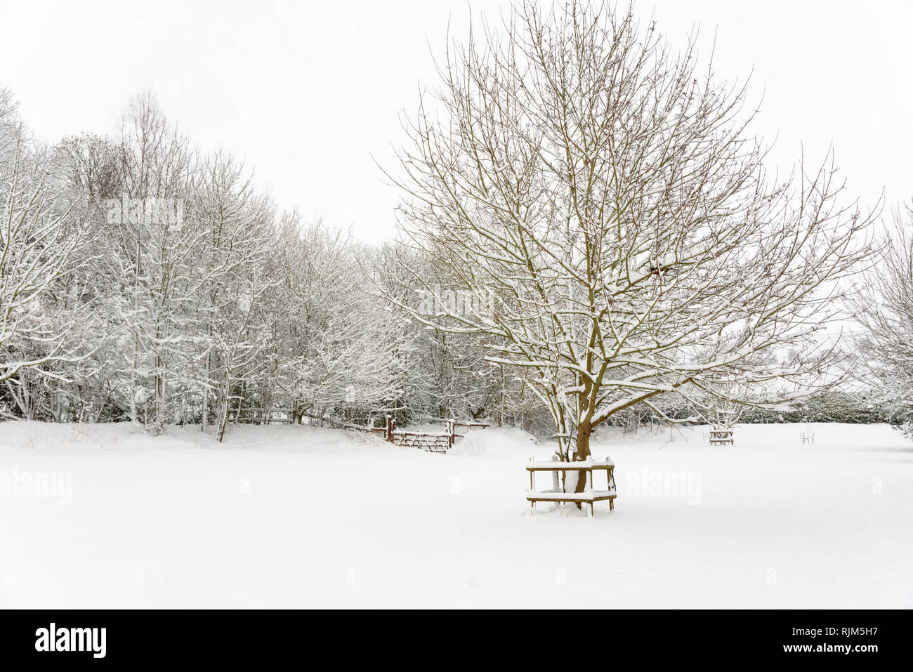 Coperta di neve alberi dopo la nevicata nel Edington, Wiltshire, Inghilterra, Regno Unito. Febbraio 2019 Foto Stock