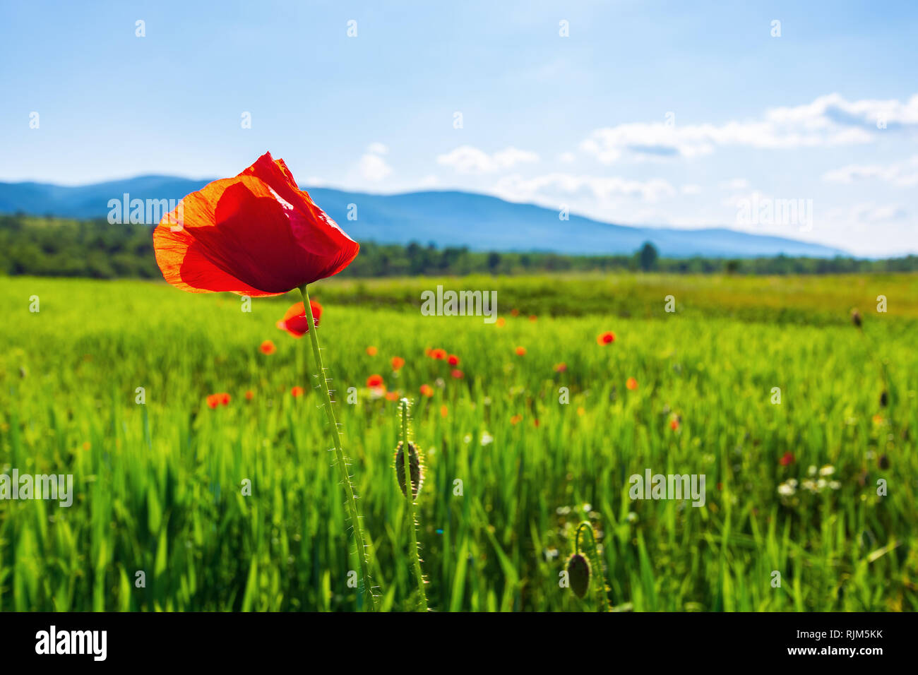 Fiore di papavero nel campo. bellissimo paesaggio rurale in montagna. giornata soleggiata nella tarda primavera. sfondo sfocato Foto Stock