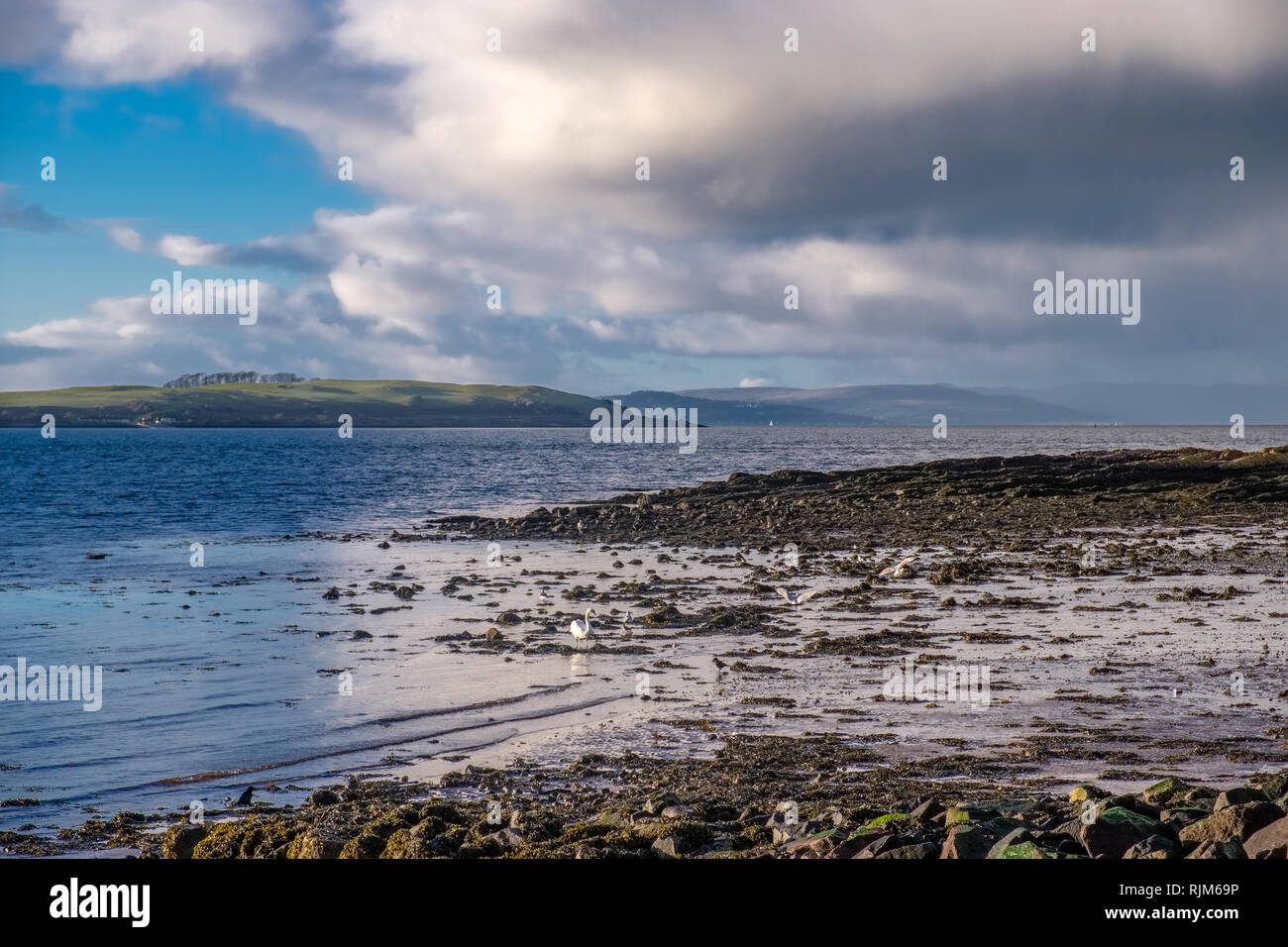 Largs alghe coperto foreshore guardando oltre a Cumbrae e Millport Foto Stock